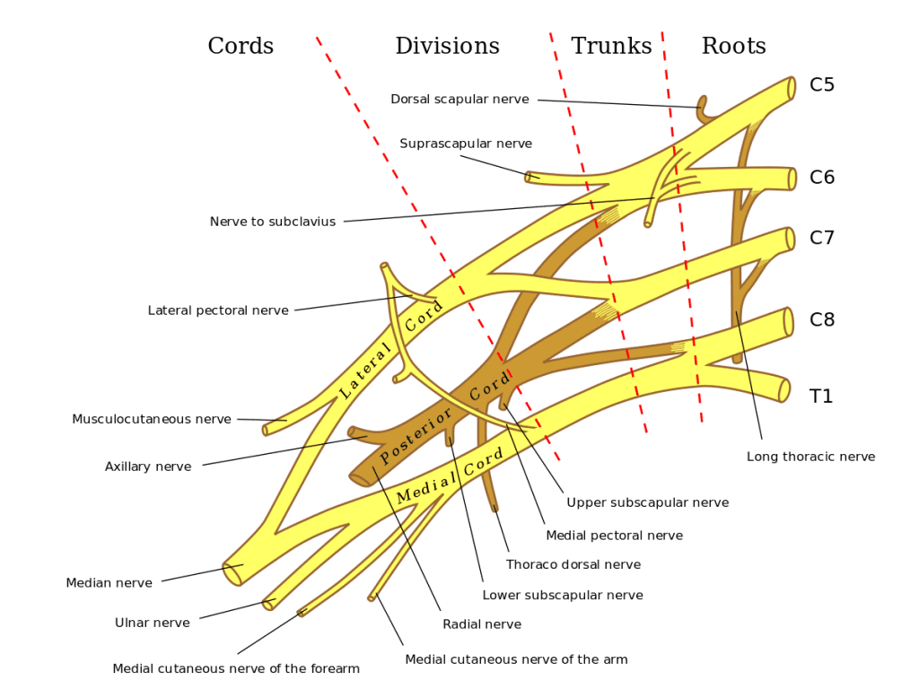 brachial plexus