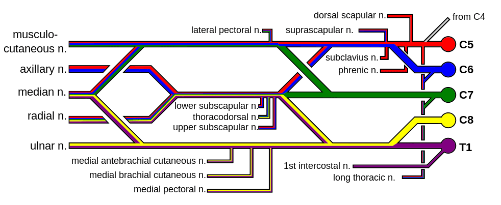 Brachial plexus