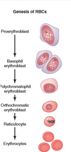 Erythropoiesis (Development of erythrocytes)