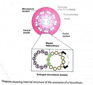 polarity of epithelial cells