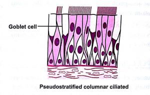 Classification of epithelium pseudostratified - columnar ciliated