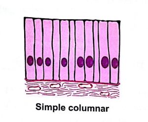 Classification of epithelium - simple columnar