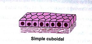 Classification of epithelium -simple cuboidal