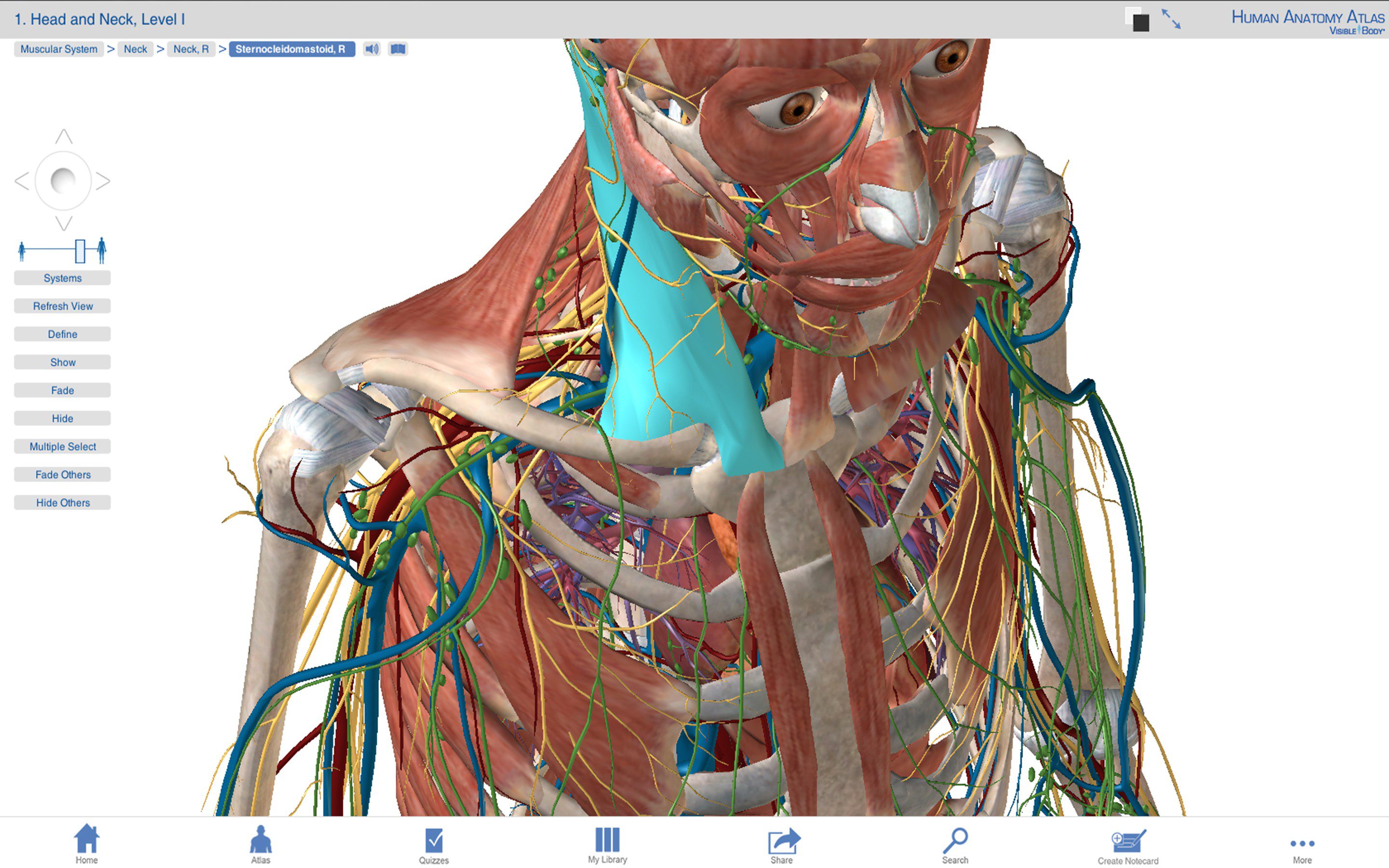 Visible Body 3d Human Anatomy Atlas For Windows 33