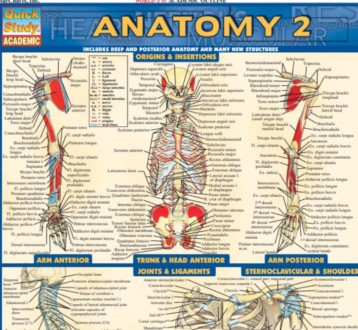 Barcharts Quickstudy Anatomy Volume 2 Pdf Free Download Medical Study