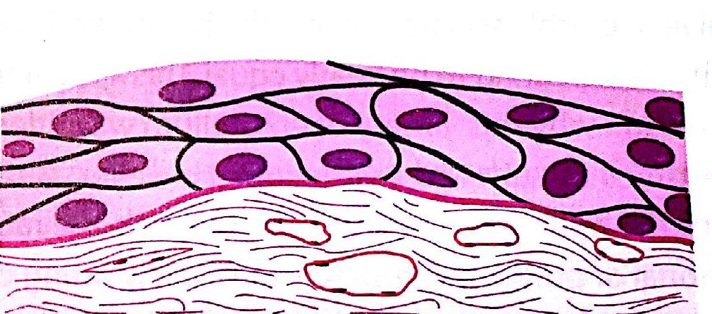 Epithelium and its two major groups