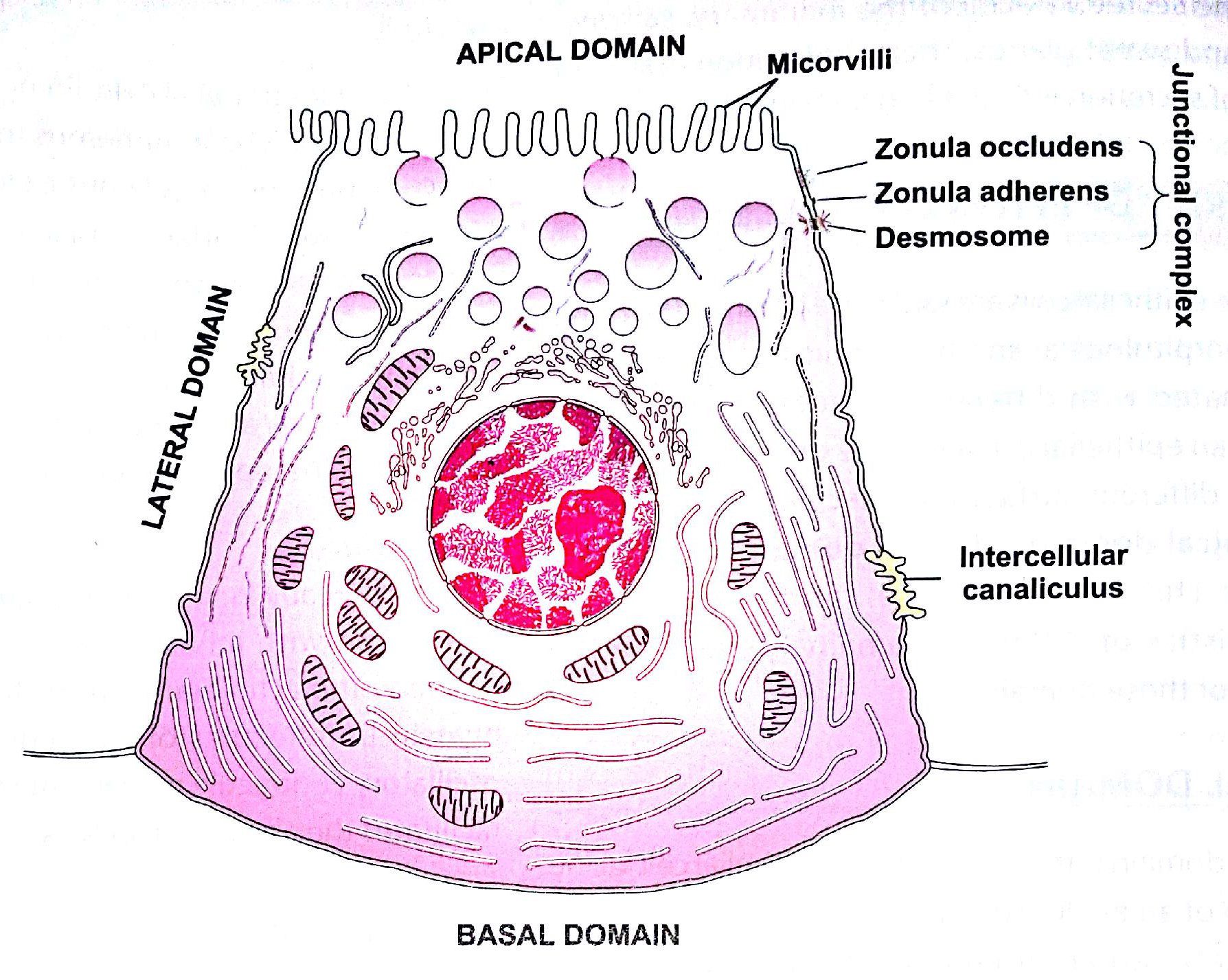 Polarity of epithelial cells