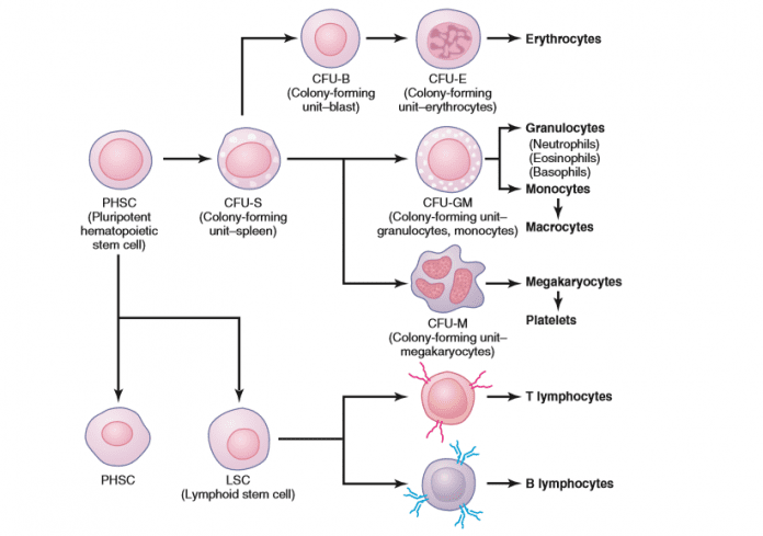 Erythropoiesis (Development of erythrocytes) - Medical Study Zone