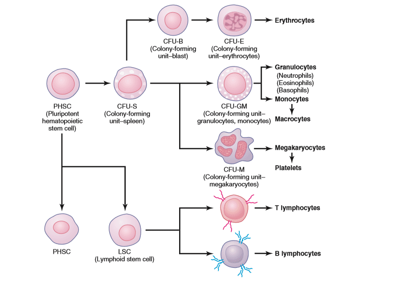 Thrombopoiesis and Lymphopoeisis