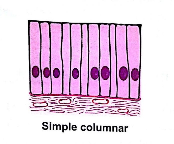 simple columnar Medical Study Zone