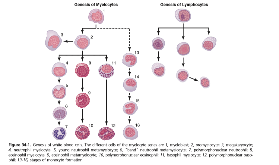 Granulocytopoiesis (Development of granulocytes)