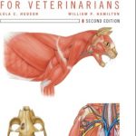 Download Atlas of Feline Anatomy For Veterinarians PDF Free