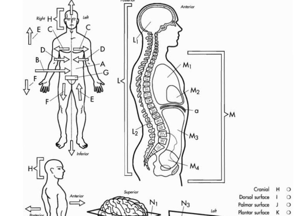 Download Anatomy Coloring Workbook 2nd Edition PDF Free Download - Medical Study Zone