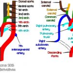 Aortic Arch Derivatives Mnemonic