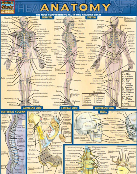 Bar Charts Quick Study Anatomy Volume 1 PDF Free Download