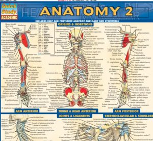 BarCharts QuickStudy Anatomy Volume 2 PDF Free Download