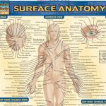 BarCharts QuickStudy Surface Anatomy PDF Free Download