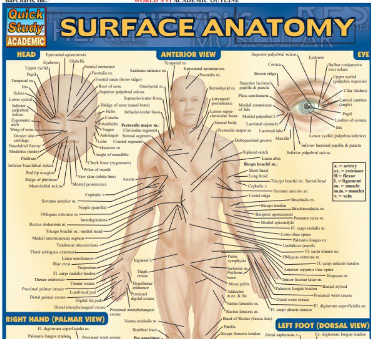 BarCharts QuickStudy Surface Anatomy PDF Free Download - Medical Study Zone