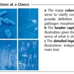 Color Altas of Microbiology PDF Free Download