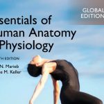 Essentials Of Human Anatomy & Physiology 12th Edition PDF Free Download
