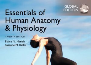 Essentials Of Human Anatomy & Physiology 12th Edition PDF Free Download