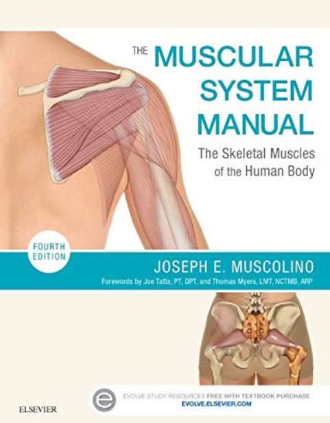 The Muscular System Manual 4th Edition PDF Free Download