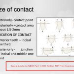 Dental Anatomy NBDE Part 1 2021 Edition PDF Free Download