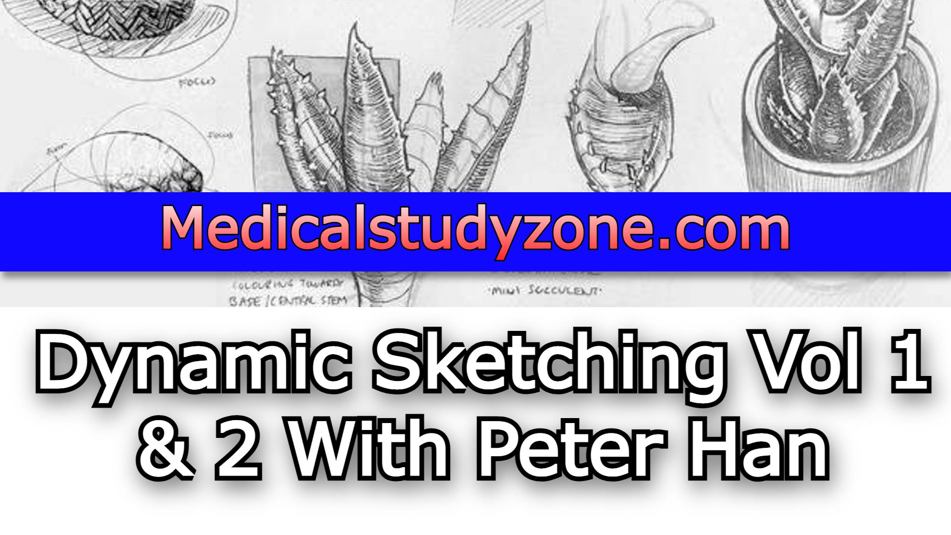 Dynamic Sketching 2021 Vol 1 & 2 With Peter Han Free Download