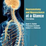 Neuroanatomy and Neuroscience at a Glance 5th Edition PDF Free Download