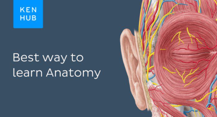 KenHub Anatomy & Histology 2021 Videos (37 GB) Free Download