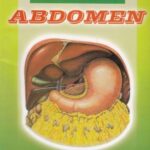 Anatomy Handout Abdomen By Dr. Sameh Doss PDF Free Download