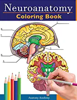 Neuroanatomy Coloring Book PDF Free Download
