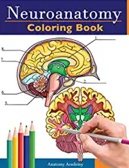 Download Neuroanatomy Coloring Book Pdf Free Download Medical Study Zone