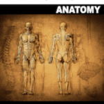 PHYSEO Anatomy Textbook PDF Free Download