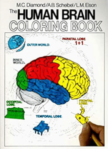 The Human Brain Coloring Book PDF Free Download - Medical Study Zone