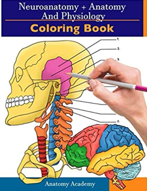Neuroanatomy + Anatomy and Physiology Coloring Book PDF Free Download