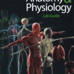 Download Human Anatomy & Physiology Lab Guide PDF Free