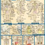 Anatomy Quizzer PDF Free Download