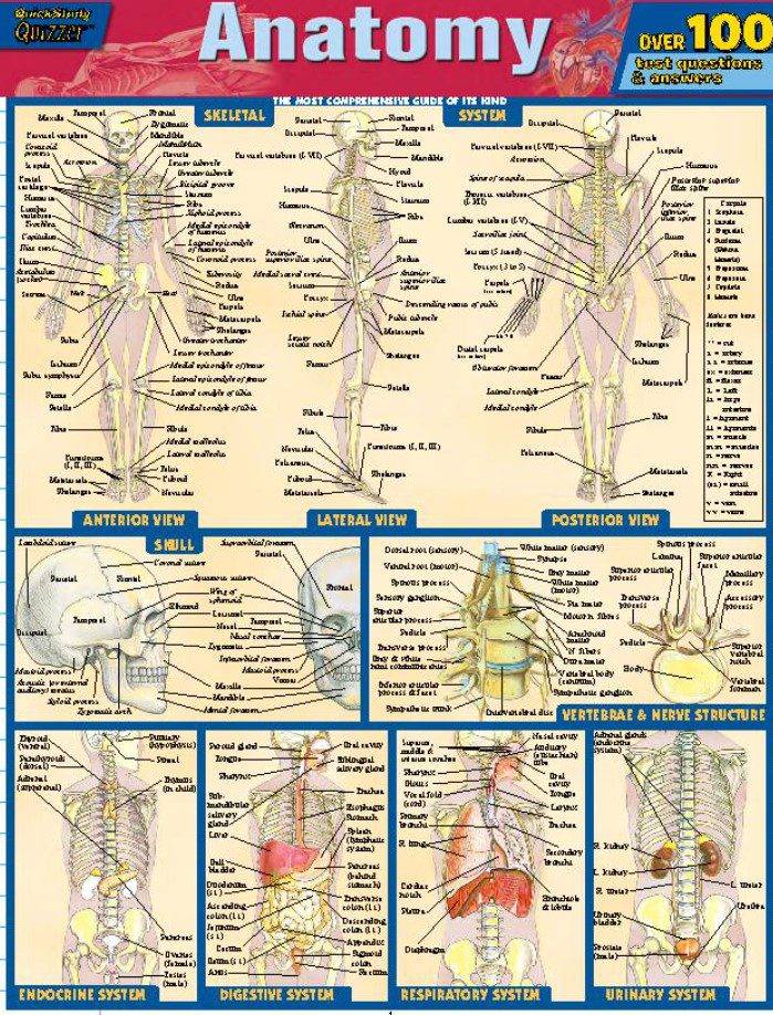 Anatomy Quizzer PDF Free Download