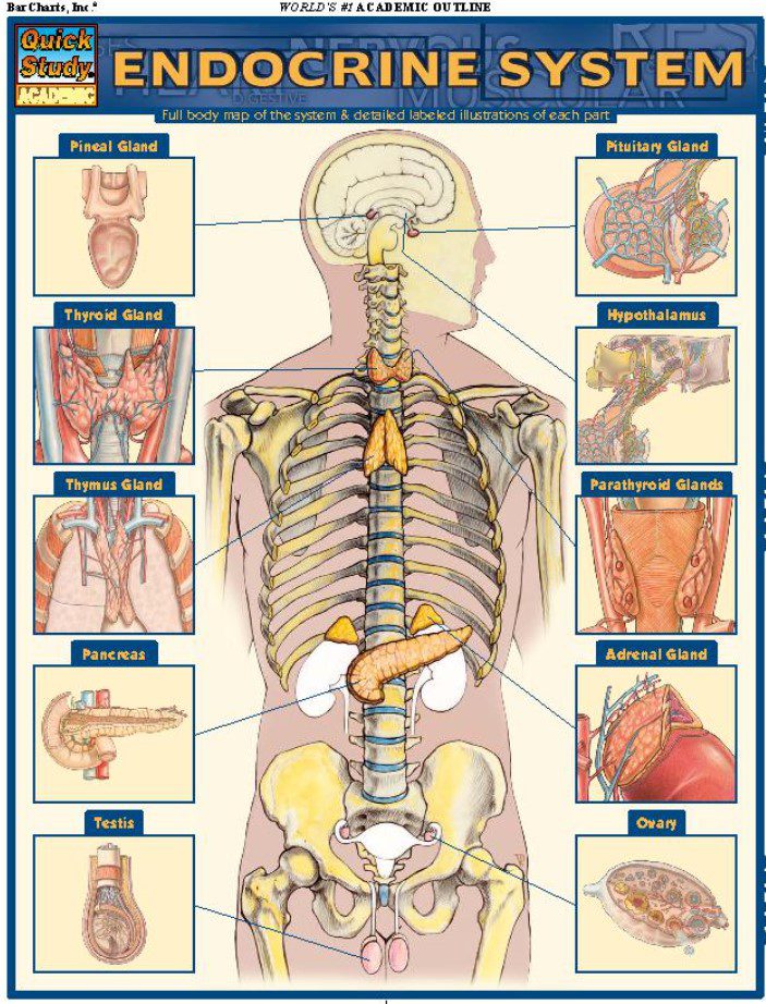 Endocrine System PDF Free Download