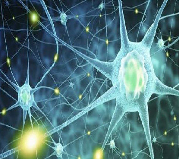 Harvard Neurology for the Non-Neurologist 2022 Videos Free Download