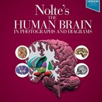 Nolte’s The Human Brain in Photographs and Diagrams 5th Edition PDF Free Download