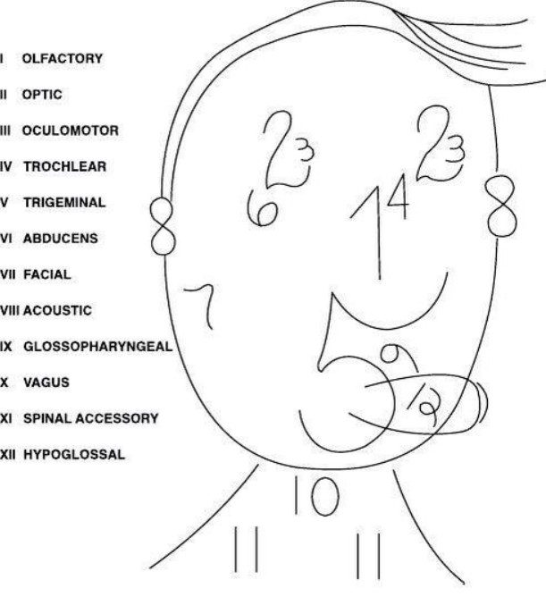 Cranial Nerves Sensory Or Motor Mnemonic
