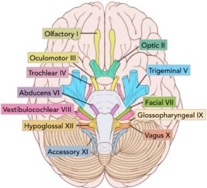 12 Cranial Nerves ALL Mnemonics 2023 [Includes Clean, Dirty, Harry ...